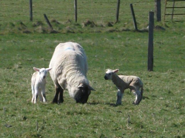 Simplifying CAP Procedures for the Agricultural Sector