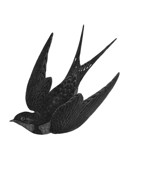 Poetry Corner: Swallow by Andrew Velzian