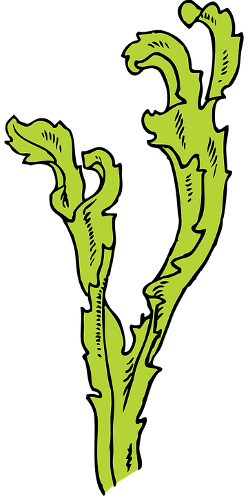 Seaweed Cultivation Guidelines Published