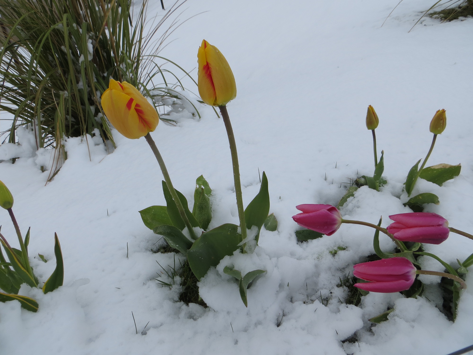 Weather Watchers: April