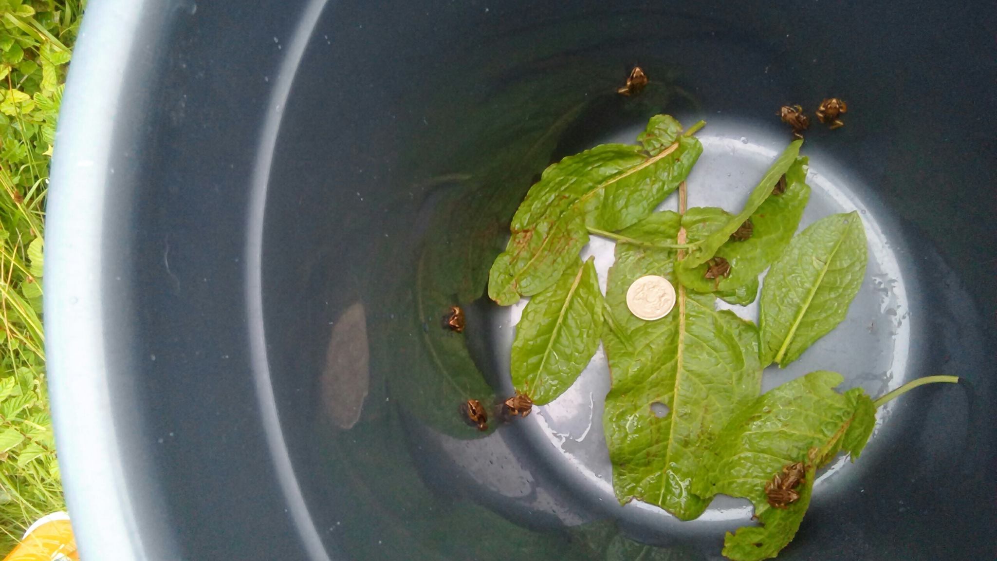 Rescued Froglets Find New Home
