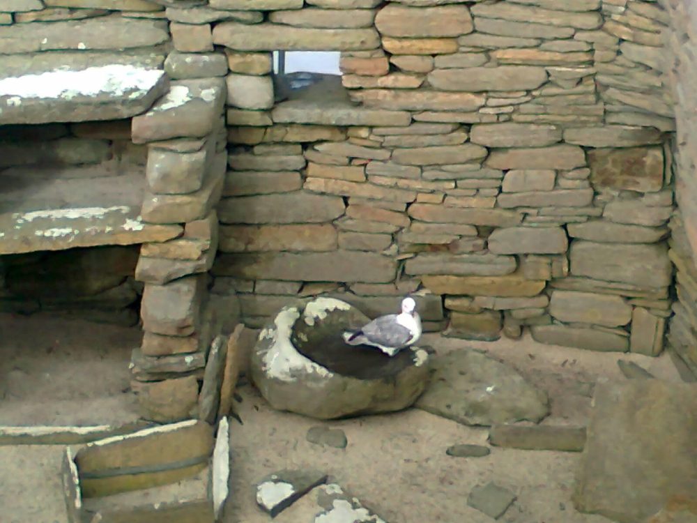 a fulmar in the Neolithic house number 1 at Skara Brae