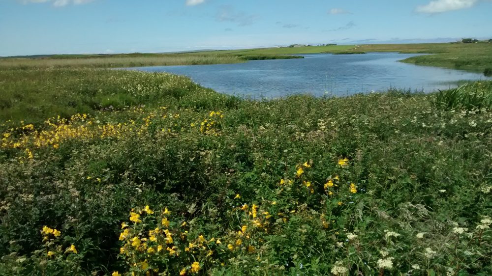 Weather Forecast: Orkney warmer, drier, brighter.