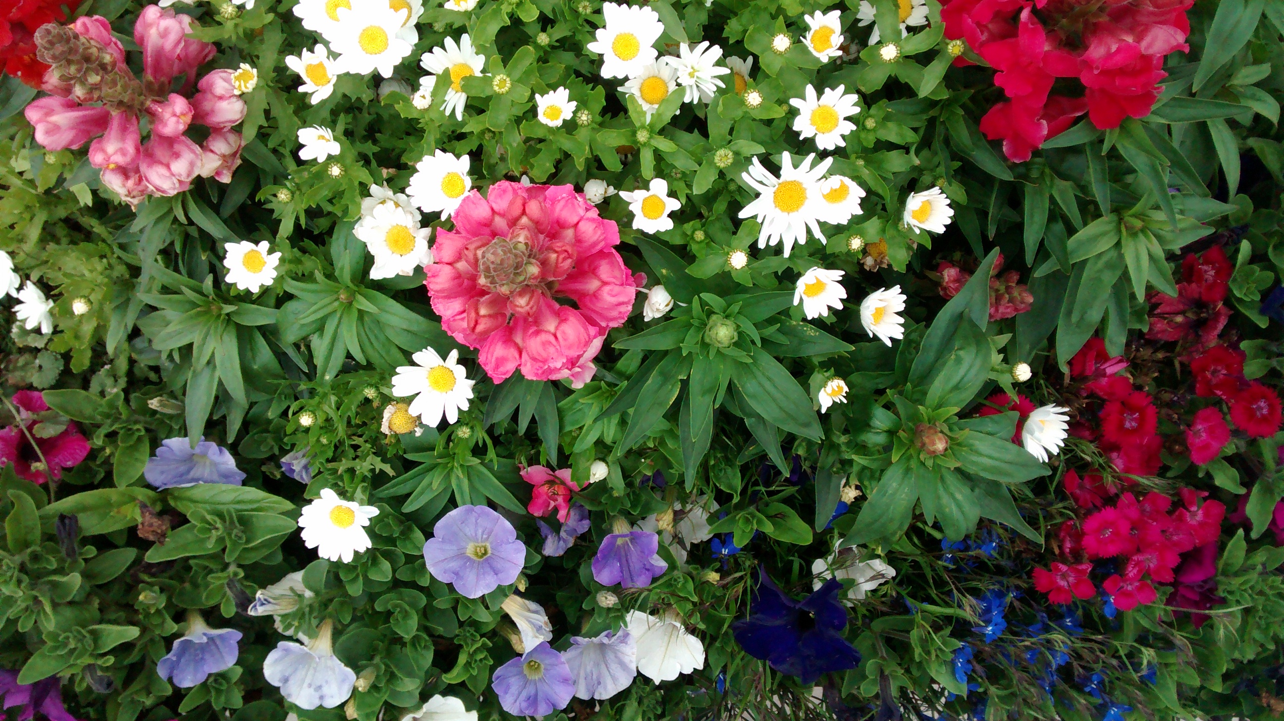 Spectacular Planting at Picky