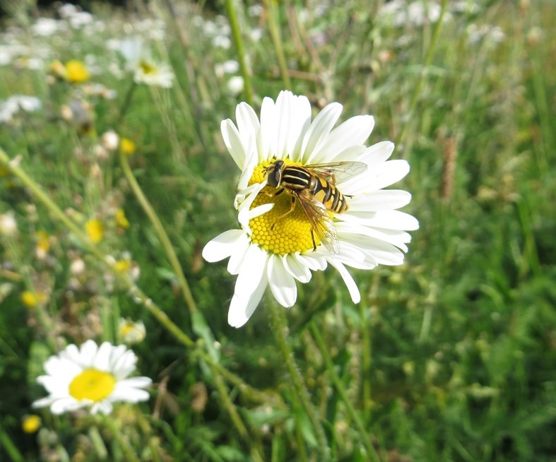 Helping Scotland to be Pollinator Friendly