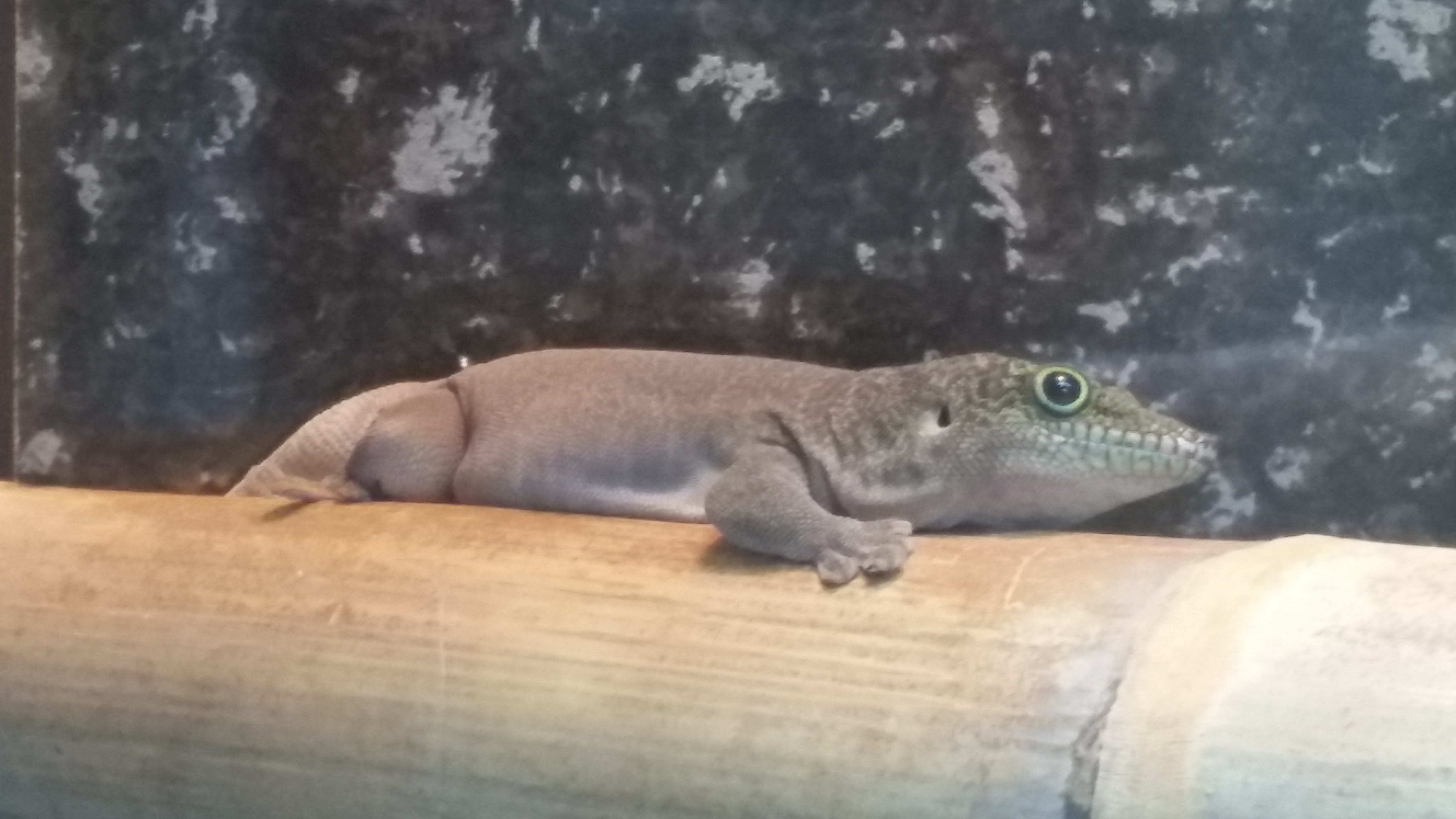 Exotic Pets On The Rise in Scotland