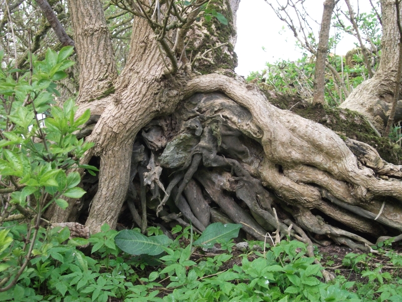 Bernie Bell: Having a Yarn in Kirbuster