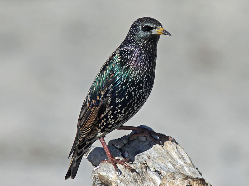 a starling