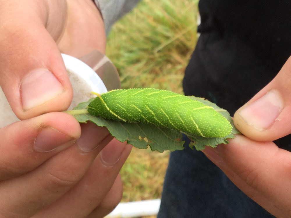 Many Public Bodies Lack Awareness About Biodiversity Compliance