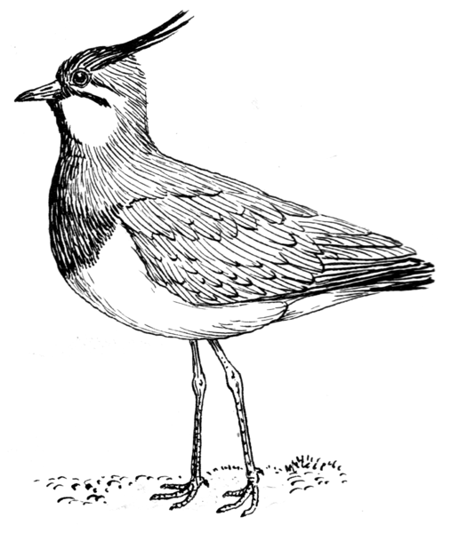 Observations on Some Birds in the Mainland of Orkney: Part 2