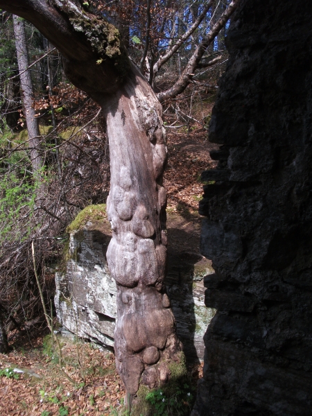 Bernie Bell: Bernie & Mike’s Road Trip – Spring 2017