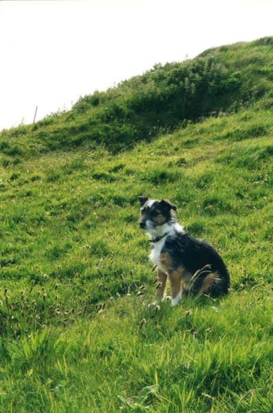 How animals don’t fuss……