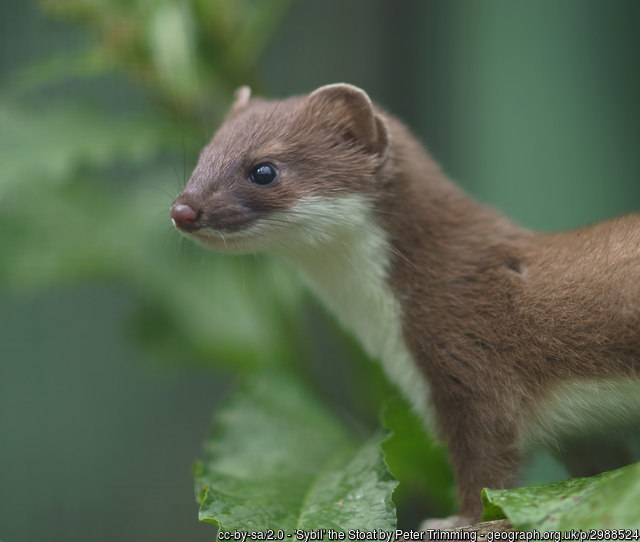 Be-ware of Stoats!