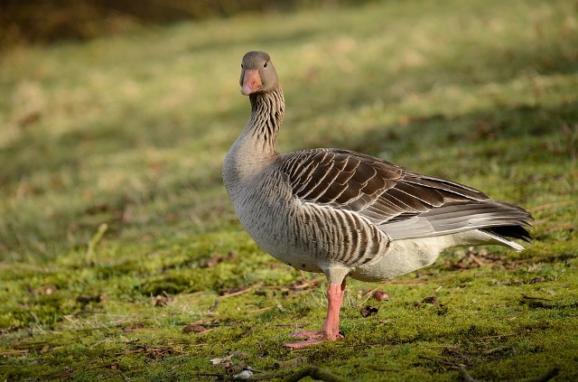 Irresponsible Shooting Leaves Geese Injured