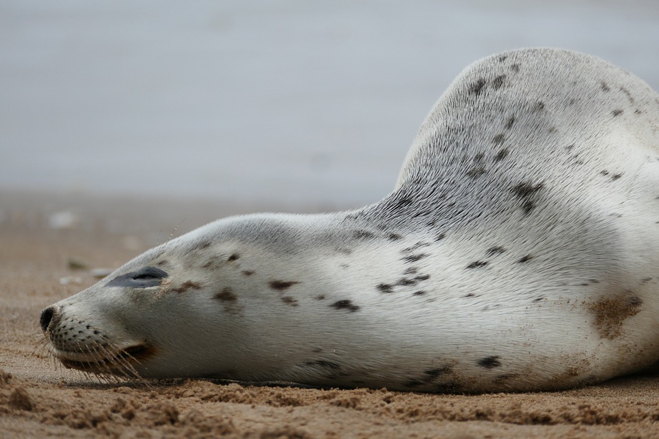Concern Continues Over Decline in Harbour Seals