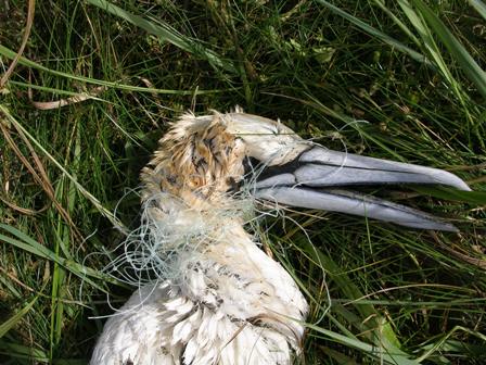 What Impact Has The Covid19 Pandemic Had On Our Plastic Pollution ?