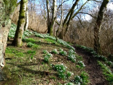 snowdrops in Binscarth woods