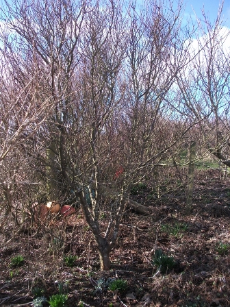 The Triumph of Optimism over Experience – or – attempting to grow trees in Orkney!