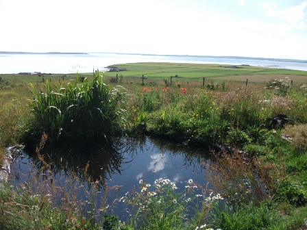 Of Ponds, Otters & Planets