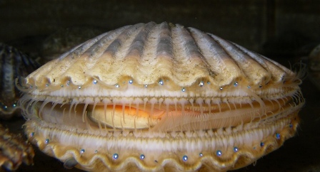 “Shoppers can continue to buy Shetland caught scallops with confidence” 
