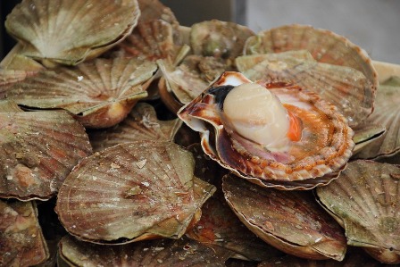 Disappointment in Orkney at Missing Out on Pilot Scheme to Protect Scallop Stocks