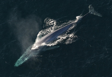 Whale Song in the Arctic