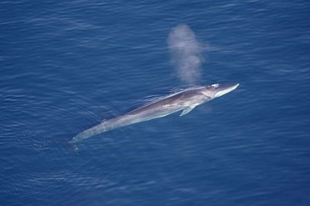 a fin whale in the sea