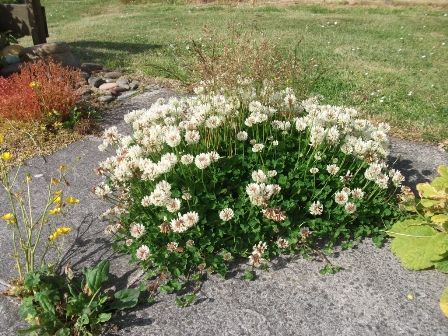 It doesn’t have to be big….to be a garden: Idea No. 2