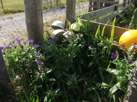 It doesn’t have to be big….to be a garden: Idea No. 4