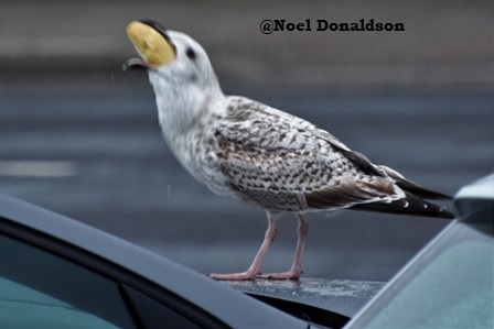 Noel Donaldson: SOMETIMES you find you have bitten off more than you can chew.