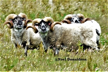 Noel Donaldson: Images of Orkney – Here’s Looking at You
