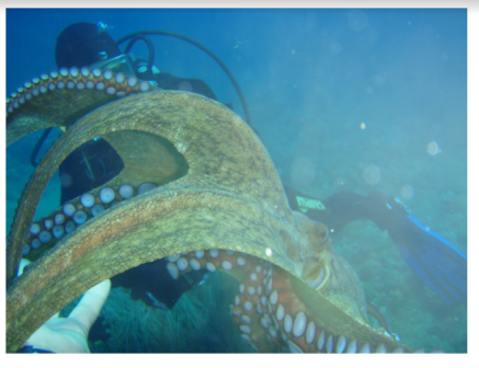 Brief Encounter 9- I’d Like to Be, Under the Sea….