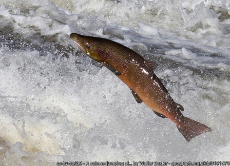 More accurate surveys to be conducted due to concern over declining numbers of wild salmon