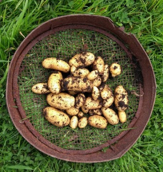 It doesn’t have to be big to be a garden: Idea 14