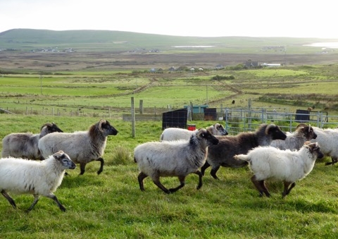 Primitive Sheep in Orkney