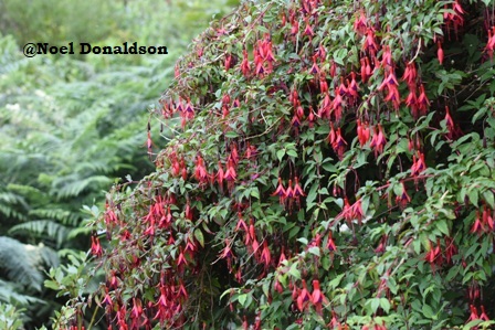 Noel Donaldson: Happy Valley