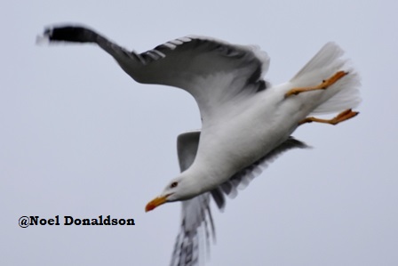 Noel Donaldson: In Flight