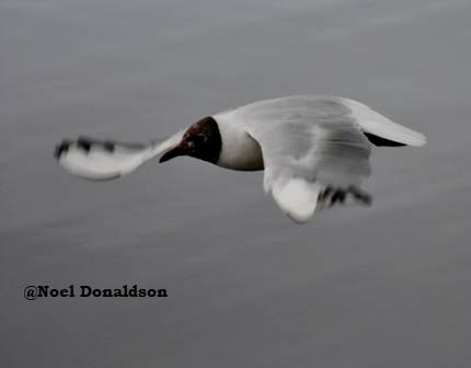 RSPB Reserves Remain Closed