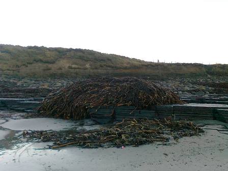 Could Commercially Harvesting Seaweed Seriously Damage the Marine Ecosystem?