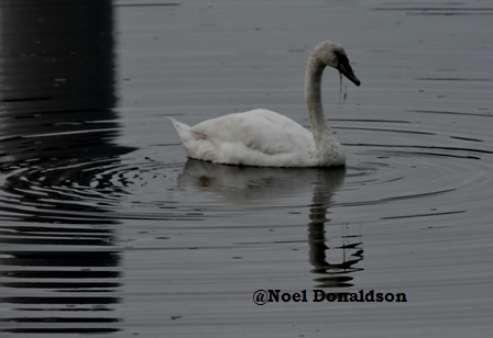 Poetry Corner: The Swan