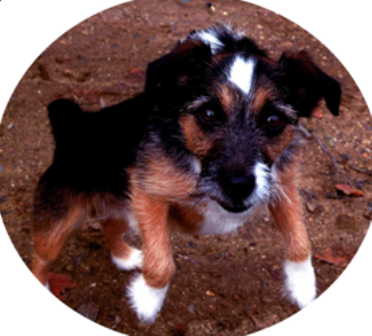 The Oulton Dog Walkers’ Society