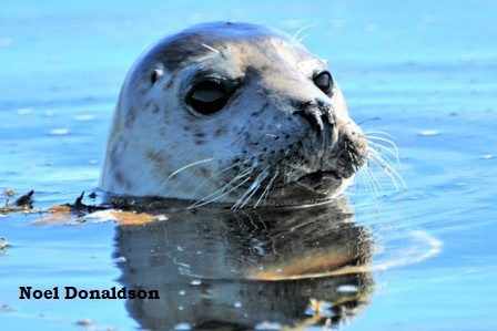 The State of Scotland’s Nature