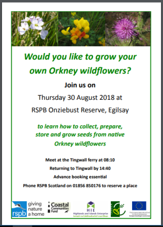 Collecting Wildflower Seeds on Egilsay