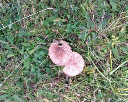 ‘Tis the season to see fungi – 10