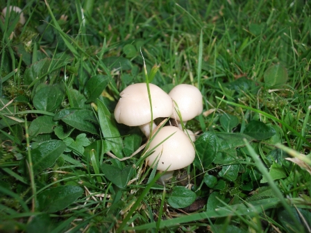 ‘Tis the season to see fungi – number 15