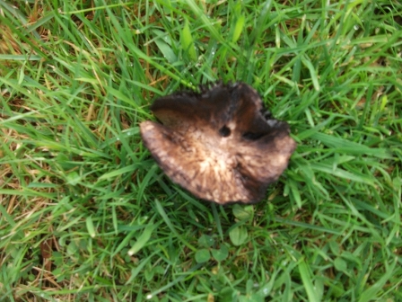 ‘Tis the season to see fungi: 17