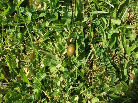 ‘Tis the season to see fungi….