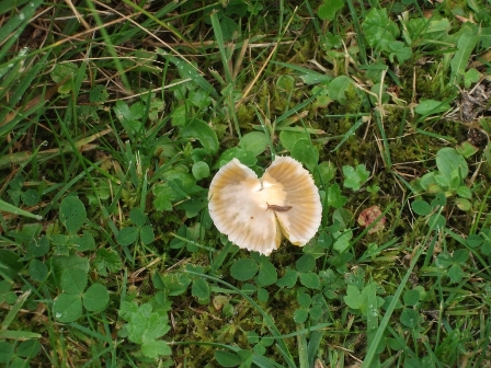 ‘Tis the season to see fungi…