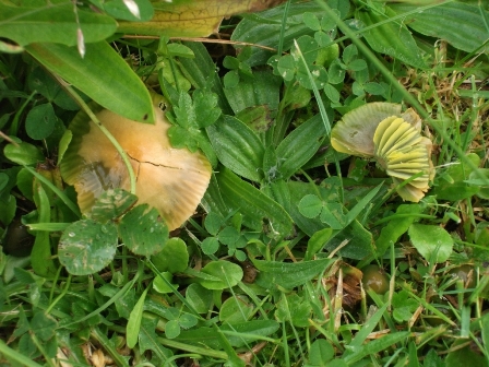 ‘Tis the season to see fungi – 5