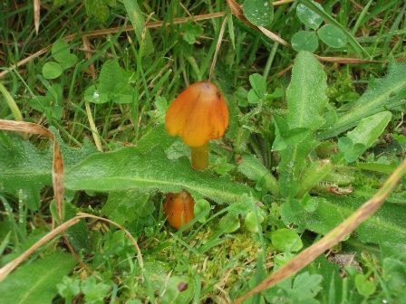 ‘Tis the season to see fungi – 7